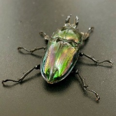 紫紺系グリーンニジイロクワガタ　成虫ペアの画像