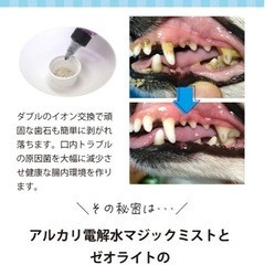 犬 /ドッグ/歯磨き/マジックゼオ・プロの画像