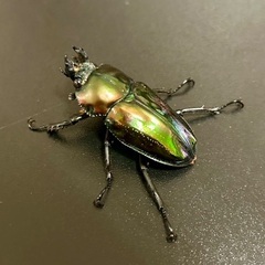 クワガタセットの画像