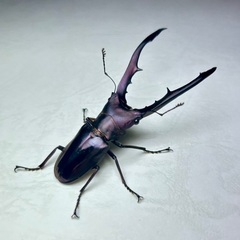 クワガタセットの画像