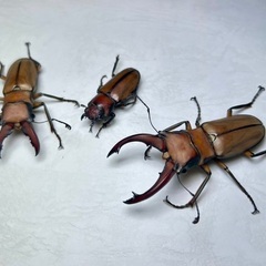 クワガタセットの画像