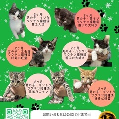 7匹の子猫ちゃん里親募集🐈‍⬛