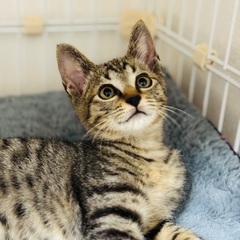 おっとりキジトラ男子！かさねくん♡