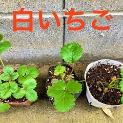 いちご/イチゴ/白いちご/苗200円〜の画像