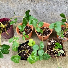 いちご/イチゴ/白いちご/苗200円〜の画像