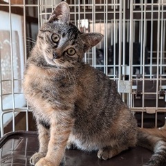 ５ヶ月のキジトラの女の子