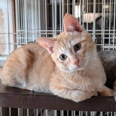 ５ヶ月のチャトラの男の子