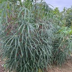 キャッサバの画像