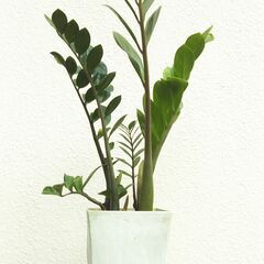 ザミオクルカスの画像