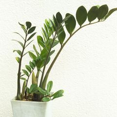 ザミオクルカスの画像