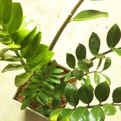 ザミオクルカスの画像