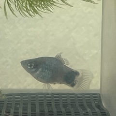 ミッキーマウスプラティの画像