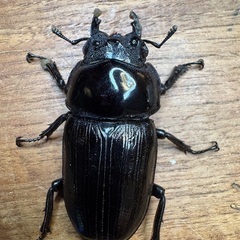 オオクワガタ　能勢YG血統の画像