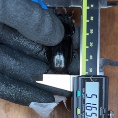 オオクワガタ　能勢YG血統の画像