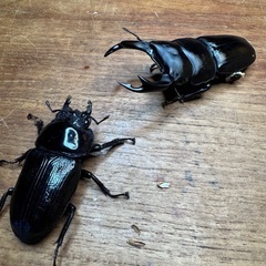 オオクワガタ　能勢YG血統の画像