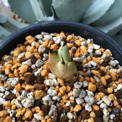 アガベ　姫吉祥天　ランナー子株　パリー　吉祥天の画像