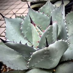 アガベ　姫吉祥天　ランナー子株　パリー　吉祥天の画像