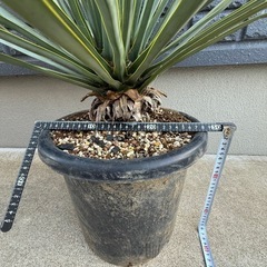 ユッカ　リギダ　検)ドライガーデン　観葉植物　の画像