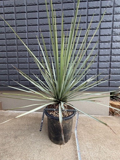 ★最終値下げ！早い者勝ち★　ユッカ　リギダ　検)ドライガーデン　観葉植物