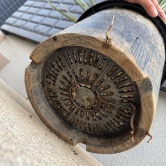 ユッカ　リギダ　検)ドライガーデン　観葉植物　の画像