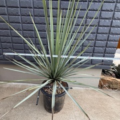 ユッカ　リギダ　検)ドライガーデン　観葉植物　の画像