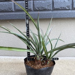 ユッカ　ヴァリダ　検)ドライガーデン　観葉植物の画像