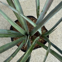 ユッカ　ヴァリダ　検)ドライガーデン　観葉植物の画像