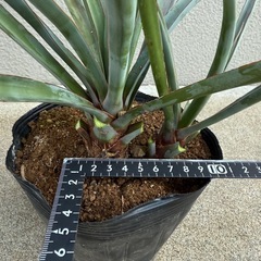 ユッカ　ヴァリダ　検)ドライガーデン　観葉植物の画像