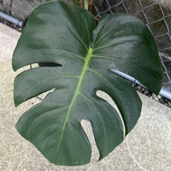 モンステラの画像