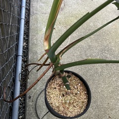 モンステラの画像