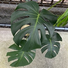 モンステラの画像