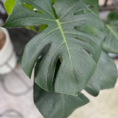 観葉植物　モンステラの画像