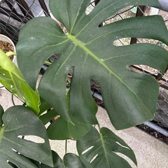 観葉植物　モンステラの画像