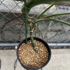 観葉植物　モンステラの画像