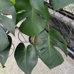 観葉植物　モンステラの画像
