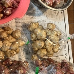 菊芋　スーパーフード紫白ありの画像