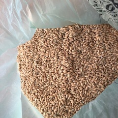 籾（もみ）　鳥のエサなどにの画像