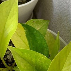 ポトス ライム　1鉢500円の画像
