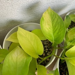 ポトス ライム　1鉢500円の画像