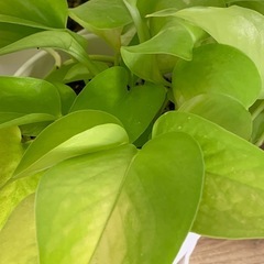 ポトス ライム　1鉢500円の画像
