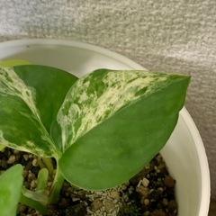 ポトス ライム　1鉢500円の画像