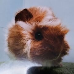 巻き毛モルモット