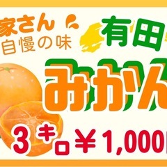 🍊🔥【訳あり有田みかん 400kg 仕入れてきました!!】🔥🍊の画像