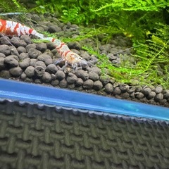 エビ🦐まとめての画像