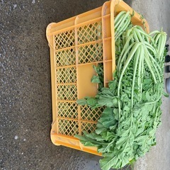 大根の葉っぱ🍀の画像