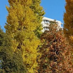 ⭐明日11月19日武蔵小金井ランチ会⭐