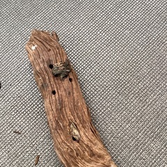 アクアリウム　流木の画像