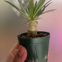 お取引中　グラキリスの画像