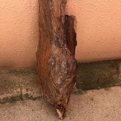 流木　　の画像