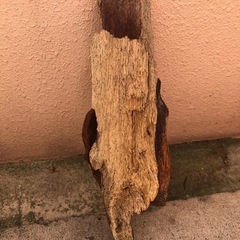 流木　　の画像
